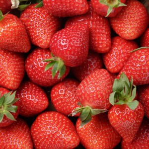 Fraisier — plante et accessoire de jardin à Marrakech
