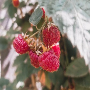 Framboise — plante et accessoire de jardin à Marrakech