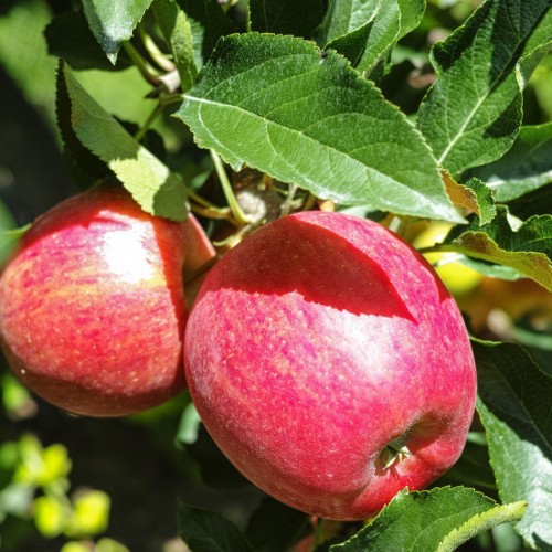 Malus Domestica (Pommier) — plante et accessoire de jardin à Marrakech