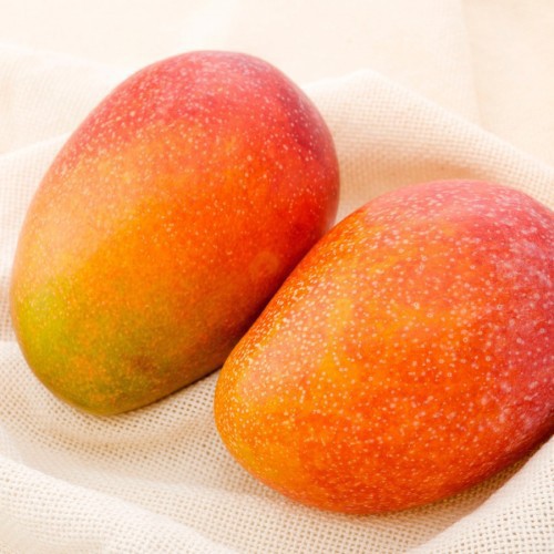 Mangifera Indica (Manguier) — plante et accessoire de jardin à Marrakech