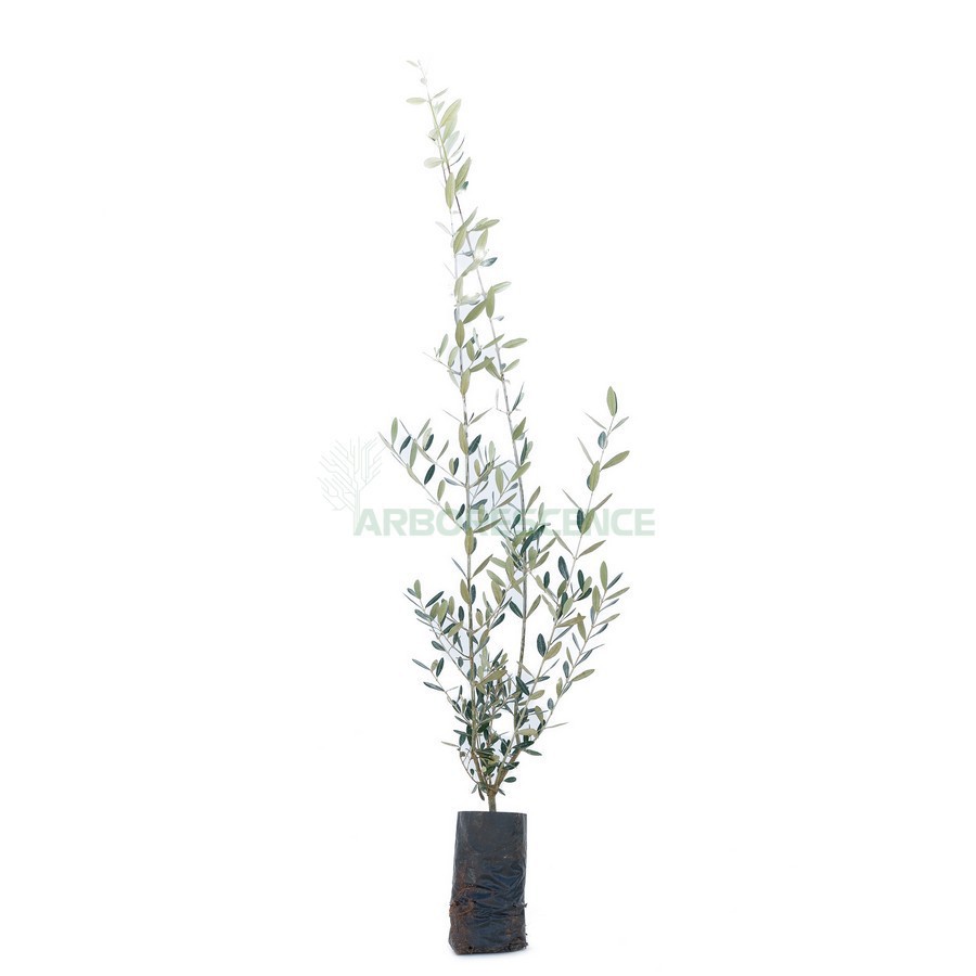 Olea Europaea (Olivier) — plante et accessoire de jardin à Marrakech
