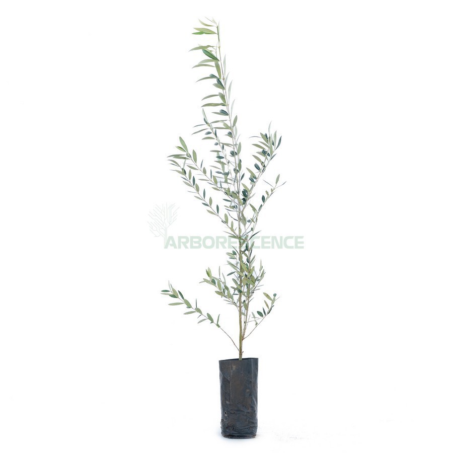 Olea Europaea (Olivier) (Arbequina) — plante et accessoire de jardin à Marrakech