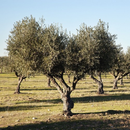 Olea Europaea (Olivier) (Port Libre) — plante et accessoire de jardin à Marrakech