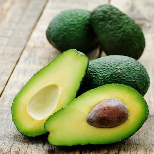 Persea Americana (Avocatier) — plante et accessoire de jardin à Marrakech