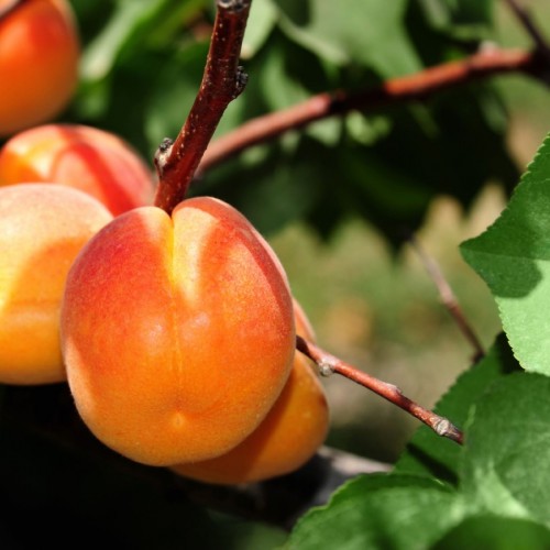 Prunus Armeniaca (Abricotier) — plante et accessoire de jardin à Marrakech