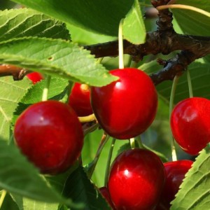 Prunus Cerasus (Cerisier) — plante et accessoire de jardin à Marrakech