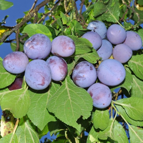 Prunus Domestica (Prunier) — plante et accessoire de jardin à Marrakech