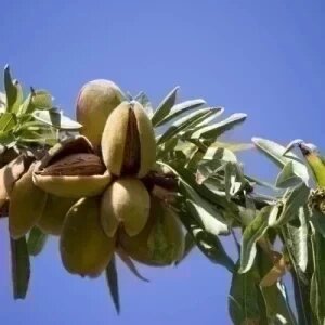Prunus Dulcis (Amandier) — plante et accessoire de jardin à Marrakech