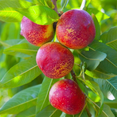Prunus Persica Nectarina (Nectarinier) — plante et accessoire de jardin à Marrakech