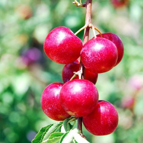 Prunus Pissardi (Prunier Myrobolan Pourpre) — plante et accessoire de jardin à Marrakech
