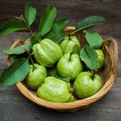 Psidium Guajava (Goyavier-Pomme) — plante et accessoire de jardin à Marrakech