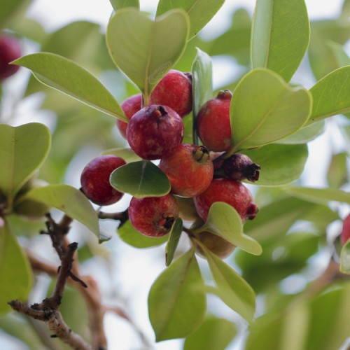 Psidium Littorale (Goyavier-Fraise) — plante et accessoire de jardin à Marrakech