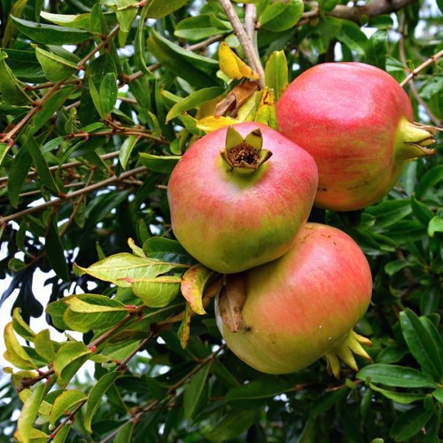 Punica Granatum ( Grenadier) — plante et accessoire de jardin à Marrakech