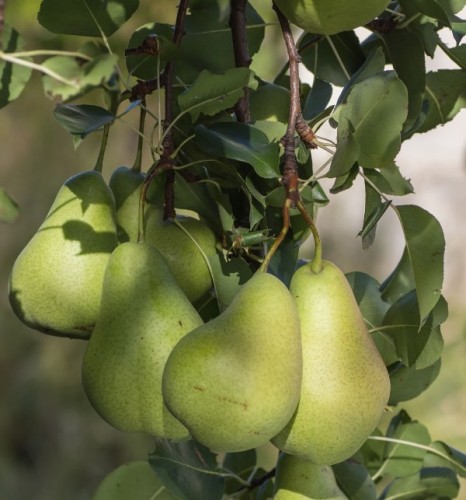 Pyrus Communis (Poirier) — plante et accessoire de jardin à Marrakech