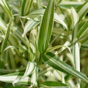 Bambou Nain Variegata — plante et accessoire de jardin à Marrakech