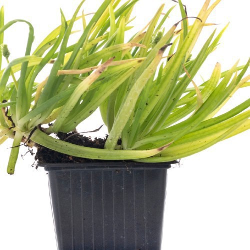 Bulbine Frutescens (Bulbine Jaune) — plante et accessoire de jardin à Marrakech