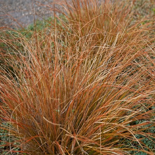 Carex Buchananii (Rouge) (Laiche Du Buchanan) — plante et accessoire de jardin à Marrakech
