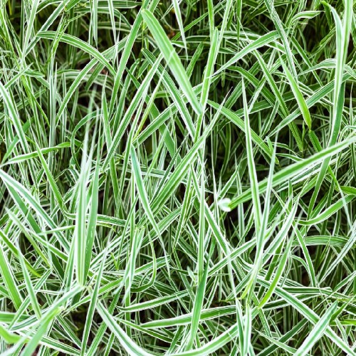Carex Morrowii Variegata (Laiche Du Japon) — plante et accessoire de jardin à Marrakech