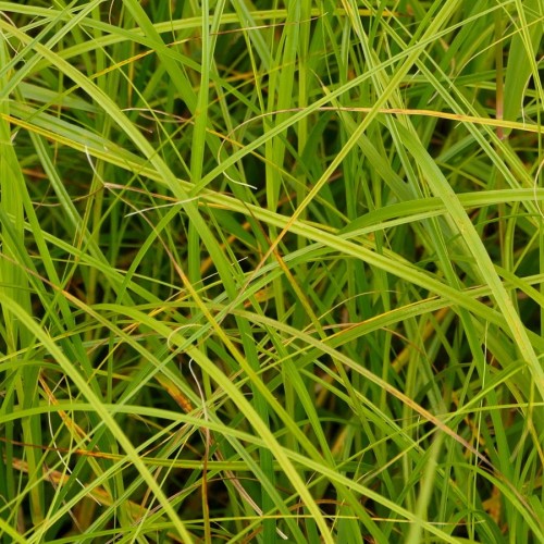 Carex Vert — plante et accessoire de jardin à Marrakech