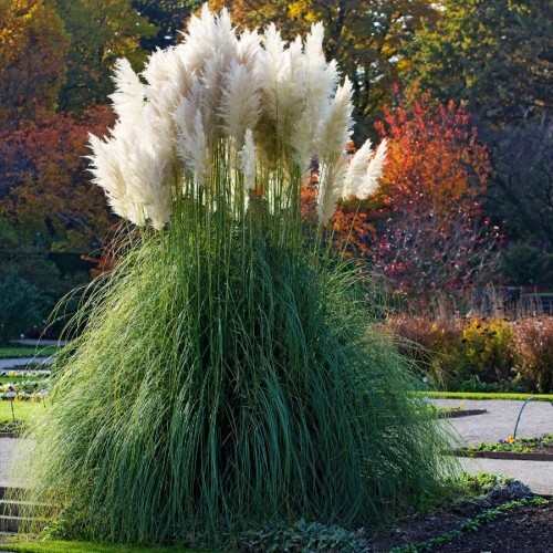 Cortaderia Selloana (Herbe De La Pampa) — plante et accessoire de jardin à Marrakech