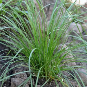 Deschampsia — plante et accessoire de jardin à Marrakech