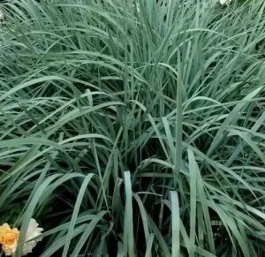 Elymus — plante et accessoire de jardin à Marrakech