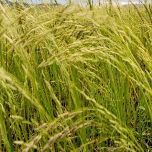 Eragrostis Eliotti — plante et accessoire de jardin à Marrakech