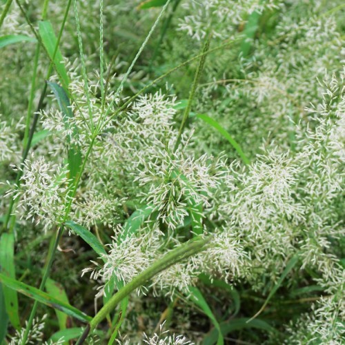 Eragrostis Spectabilis — plante et accessoire de jardin à Marrakech