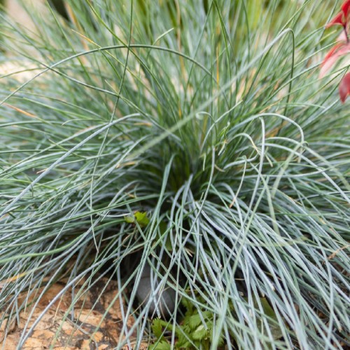 Festuca Glauca (Fetuque Bleue) — plante et accessoire de jardin à Marrakech