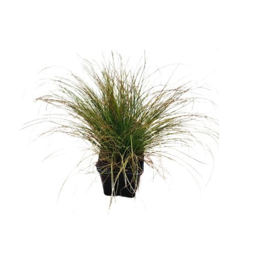 Gramine Mixte — plante et accessoire de jardin à Marrakech
