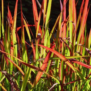 Imperata Cylindrica &Quot;Red Baron&Quot; — plante et accessoire de jardin à Marrakech
