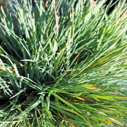 Koeleria Glauca (Keulerie Bleue) — plante et accessoire de jardin à Marrakech