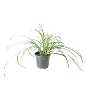 Liriope Muscari — plante et accessoire de jardin à Marrakech