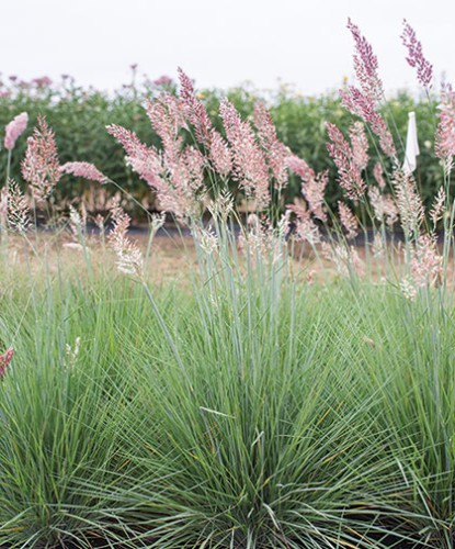 Melinis Nerviglumis — plante et accessoire de jardin à Marrakech