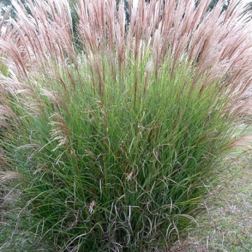 Miscanthus Sinensis — plante et accessoire de jardin à Marrakech