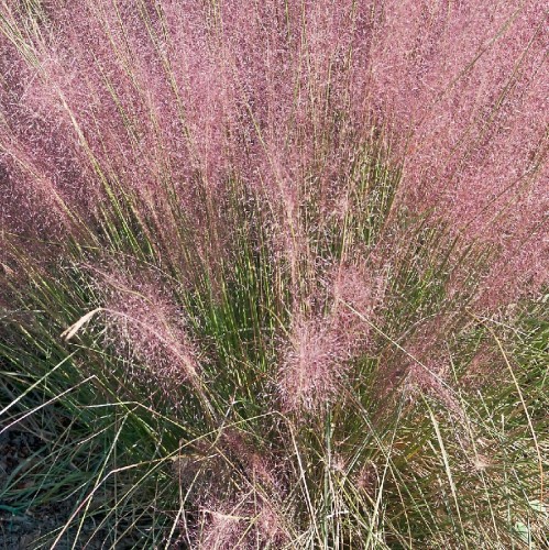 Muhlenbergia Capillaris — plante et accessoire de jardin à Marrakech