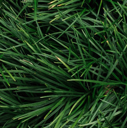 Ophiopogon Japonicus (Muguet Du Japon Barbe De Serpent) — plante et accessoire de jardin à Marrakech