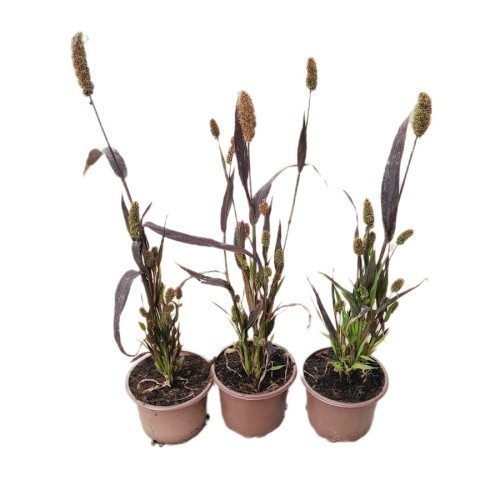 Pennisetum Macrourum — plante et accessoire de jardin à Marrakech