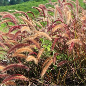 Pennisetum Setaceum Rubrum (Rouge) — plante et accessoire de jardin à Marrakech