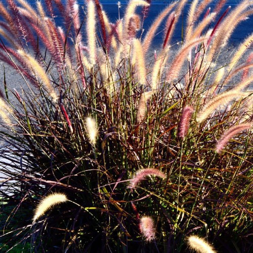 Pennisetum Setaceum Rubrum (Rouge) (Herbe Aux Ecouvillons) — plante et accessoire de jardin à Marrakech