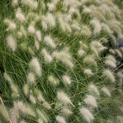 Pennisetum Villosum Nain (Herbe Aux Ecouvillons) — plante et accessoire de jardin à Marrakech
