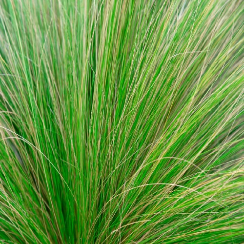 Stipa Tenuifolia (Cheveux D Ange) — plante et accessoire de jardin à Marrakech