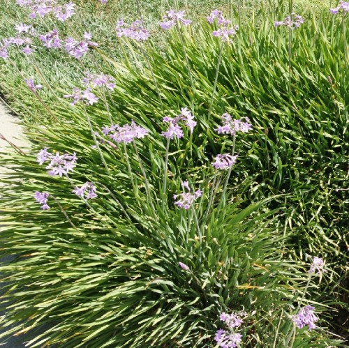 Tulbaghia Violacea — plante et accessoire de jardin à Marrakech