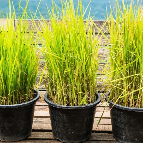 Vetiver — plante et accessoire de jardin à Marrakech