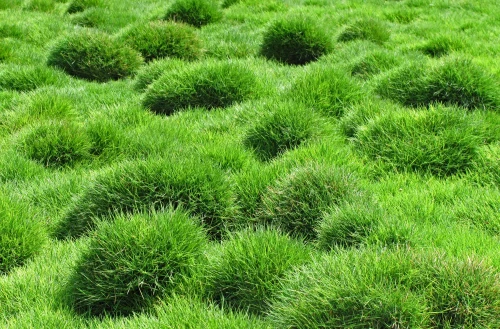 Zoysia Japonica — plante et accessoire de jardin à Marrakech