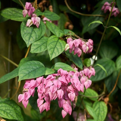 Clerodendrum Thomsoniae — plante et accessoire de jardin à Marrakech