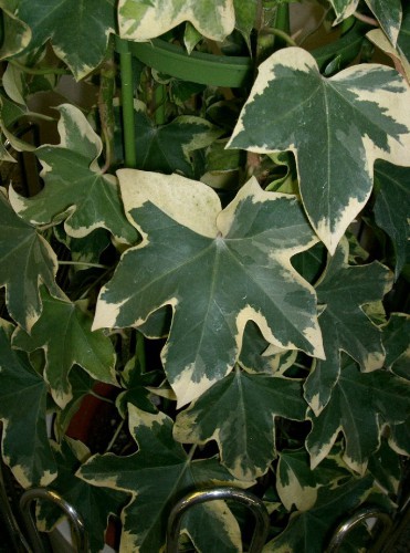 Fatshedera Lizei — plante et accessoire de jardin à Marrakech