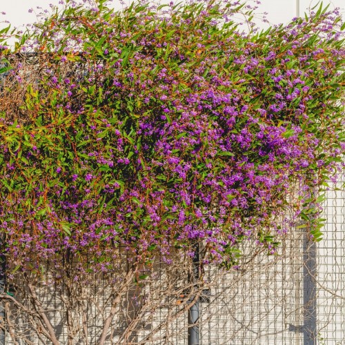 Hardenbergia Violacea — plante et accessoire de jardin à Marrakech