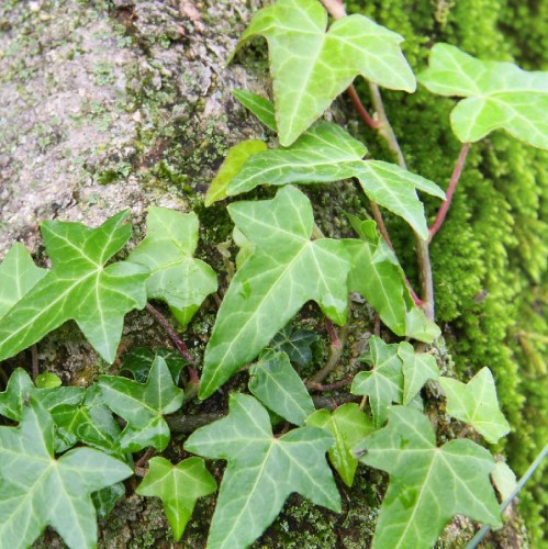 Hedera Helix Variegata (Lierre) — plante et accessoire de jardin à Marrakech