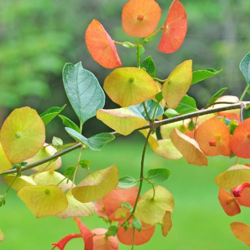 Holmskioldia Sanguinea — plante et accessoire de jardin à Marrakech